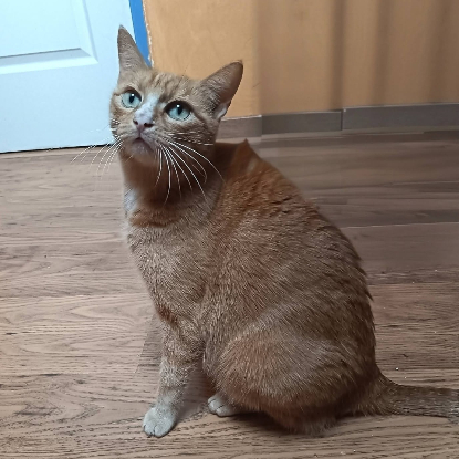Adopter Nana