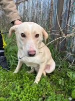 Adopter  chien : Hazel