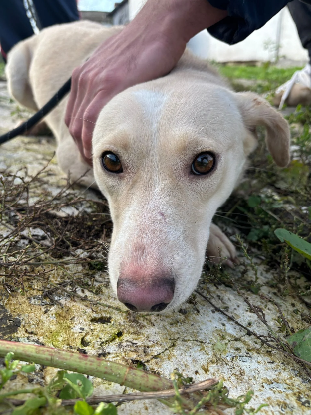 Adopter Hazel