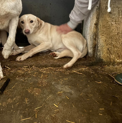Adopter Hazel