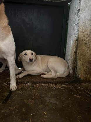 Adoption Hazel