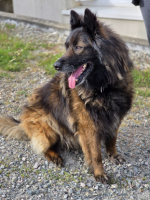Adopter  chien : Nicky