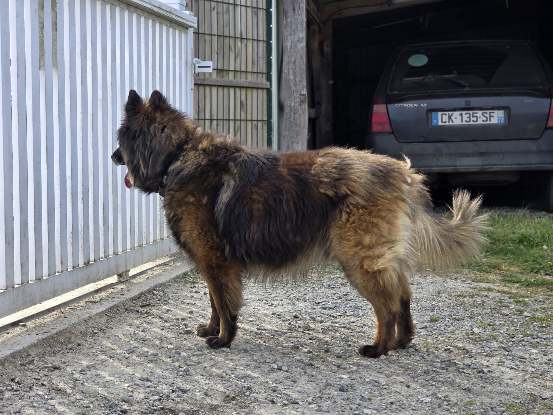 Adopter Nicky