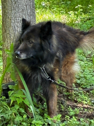 Adoption Nicky