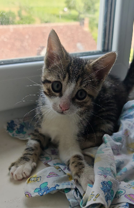 Adopter Carlos