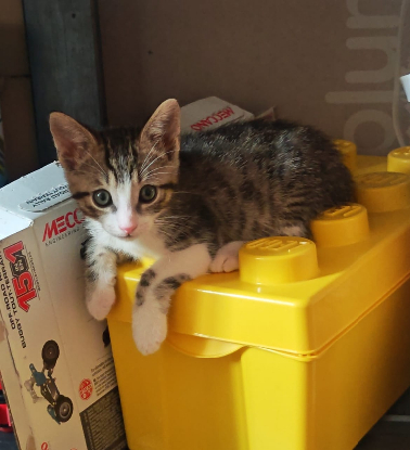 Adopter Carlos