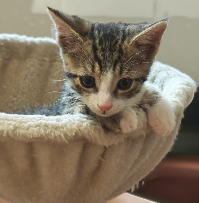Adoption Carlos