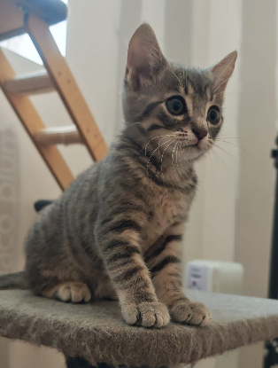 Adopter Zina
