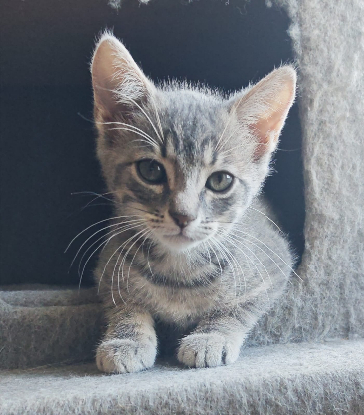 Adopter Zina