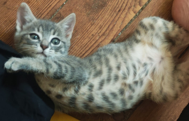 Adopter Zina