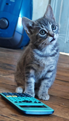 Adoption Zina