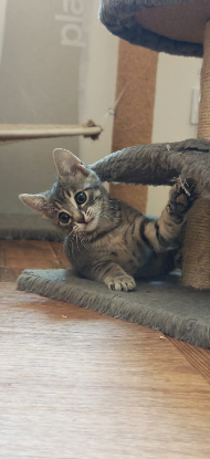 Adoption Zina
