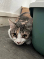 Adopter  chat : Honey