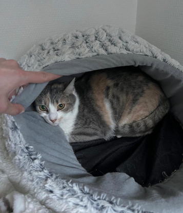 Adoption Honey