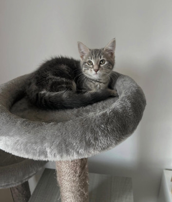 Adopter Nala