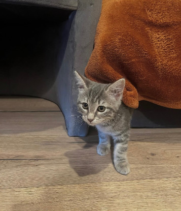 Adopter Nala