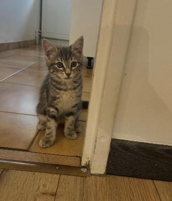 Adopter Nala