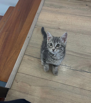 Adoption Nala