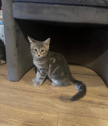 Adoption Nala
