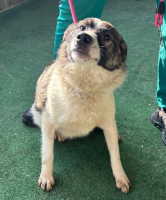 Adopter  chien : Ewan