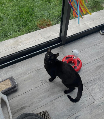 Adopter Mao