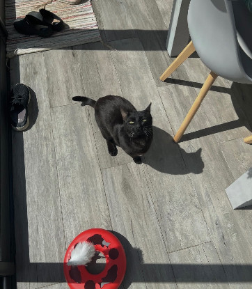 Adopter Mao