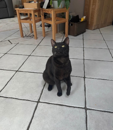 Adoption Mao