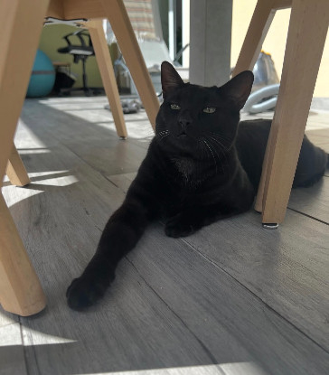 Adoption Mao