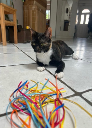 Adopter Sumi