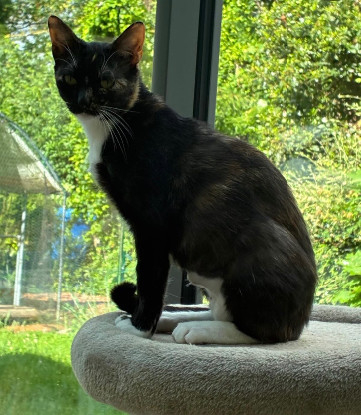 Adopter Sumi
