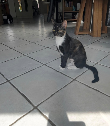Adopter Sumi