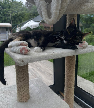 Adoption Sumi