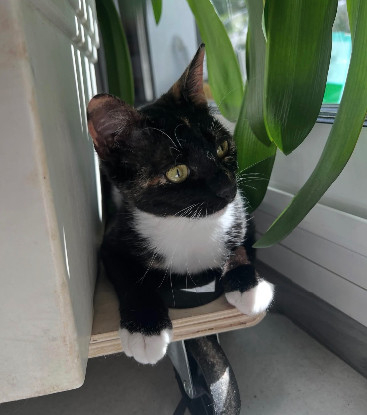 Adoption Sumi