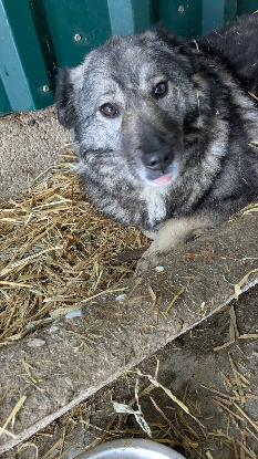 Adopter Linaya