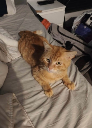Adopter Pyros