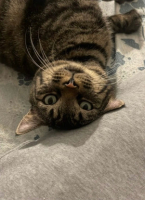 Adopter  chat : Thad
