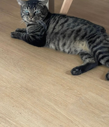 Adopter Thad