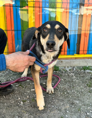 Adopter Tinky