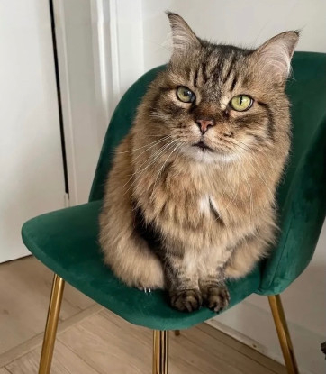 Adopter Maxou