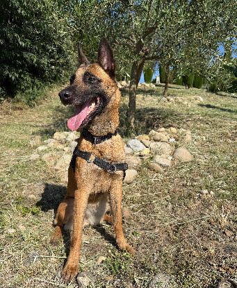 Adopter India