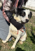Adopter  chien : Domino