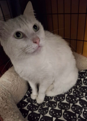 Adopter Oscar