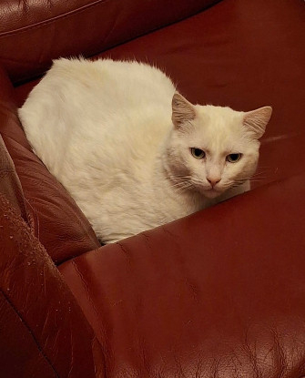 Adopter Oscar