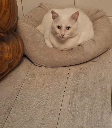 Adopter Oscar