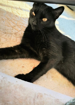 Adopter Moka