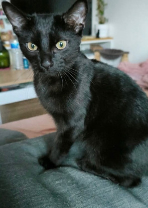 Adoption Moka