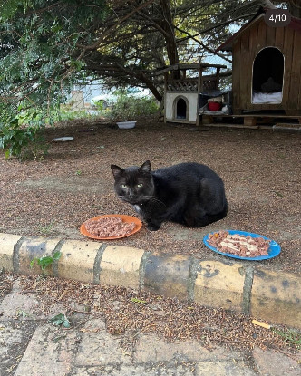 Adopter Tibo