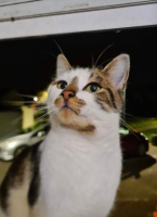 Adopter  chat : Gianni