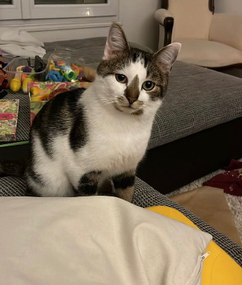Adopter Gianni