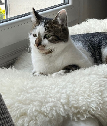 Adopter Gianni